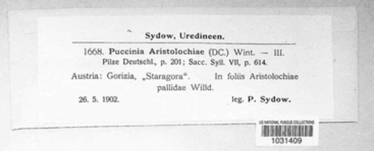 Puccinia aristolochiae image